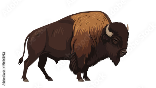 Detailed American bison illustration isolated on white background.