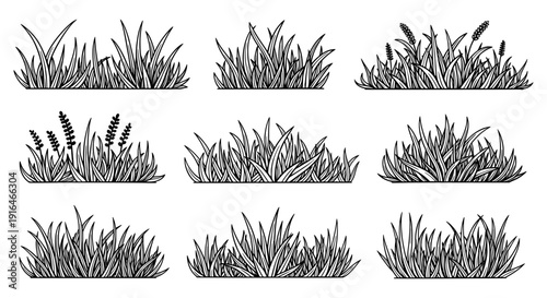 Variety of Grass Design : A detailed view of various grass design. a collection of illustrations of different types of grass, perfect for adding a touch of nature to your projects.