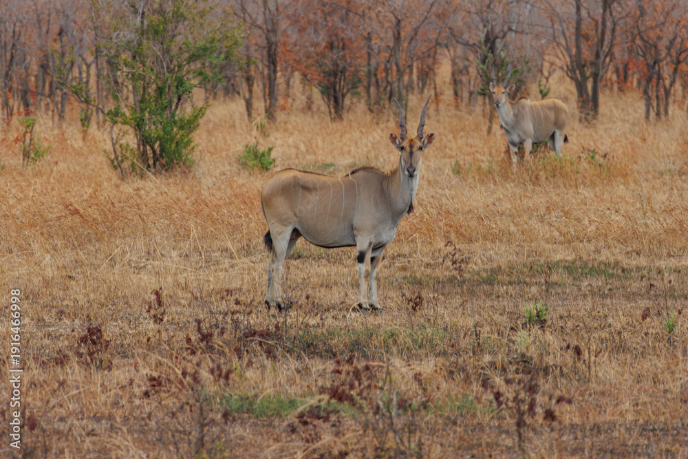 Naklejka premium Eland antelope standing in savanna