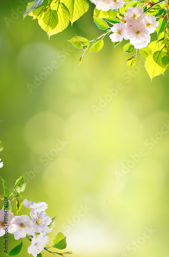 Vertical view of delicate white spring flowers on branches with glowing sun rays. A bright and airy spring nature scene with a soft green bokeh background.