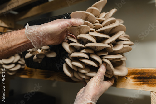 Fotografie A hand manipulates mushrooms in a dimly lit environment