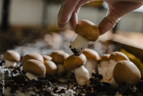 Tableau sur toile A hand manipulates mushrooms in a dimly lit environment
