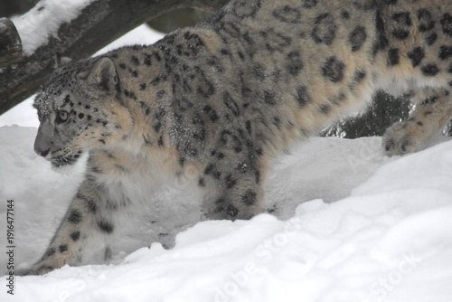 A cute snow leopard in winter.