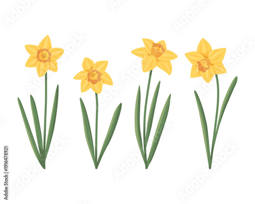 Yellow daffodil flower illustration set