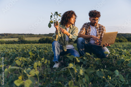 Slika na platnu Agronomists analyzing soybean plants and using laptop in cultivated field