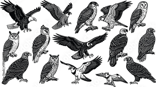 Birds of prey illustration set with eagles, owls, falcons, hawks in flight and perched wildlife vector collection