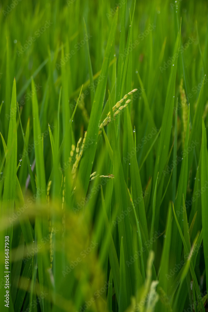 Obraz premium Green Rice Field