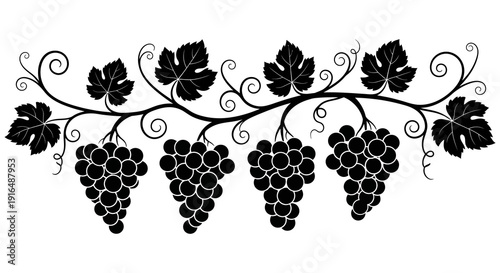 A black and white illustration depicts grape vines with clusters of grapes and leaves high quality