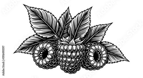 Detailed engraving of raspberries with leaves showing intricate botanical illustration high quality professional detailed modern elegant