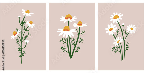Set of three vertical posters with hand drawn white chamomile flowers.  Simple flat botanical vector illustration. Spring organiv greeting card design