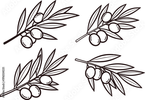 Olive branches with leaves and fruits