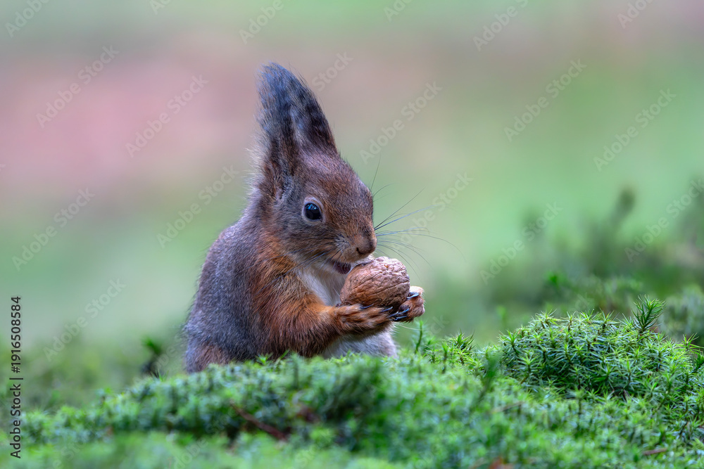 Naklejka premium Hungry Eurasian red squirrel (Sciurus vulgaris) eating a nut in the forest of Noord Brabant in the Netherlands. 