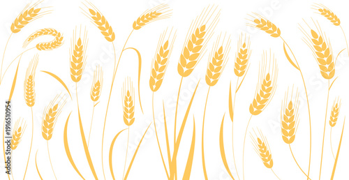 Golden wheat ears vector illustration with grain stalks agricultural harvest cereal crop farming botanical design collection,