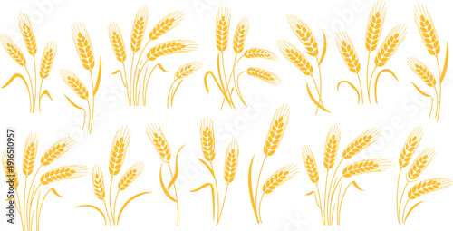 Golden wheat stalk vector set with grain ears agricultural harvest illustration farming cereal crop design collection,