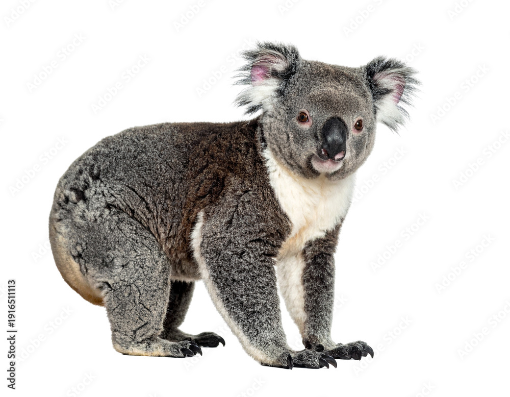 Obraz premium Koala with fuzzy gray fur and white chest sitting on its hind legs in isolation