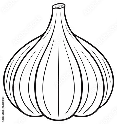 Garlic bulb drawing illustration in black and white for coloring and cooking