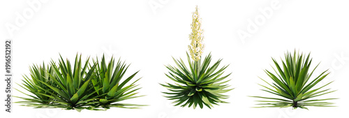 Foto Agave Sisalana illuminated by the sun, isolated on transparent background