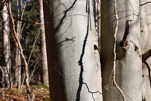 Tableau sur toile Straight tree trunks in a deciduous forest.
