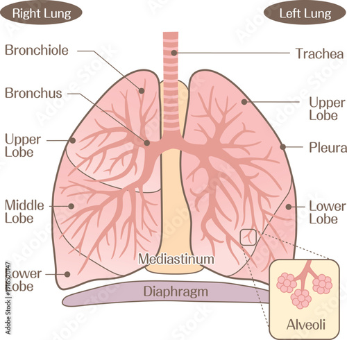 Lung Anatomy Diagram Showing Bronchus Bronchioles and Alveoli Structure