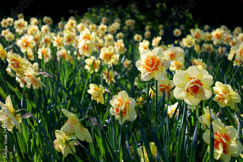 Yellow and orange daffodils blooming in the sunshine