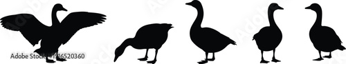Goose silhouettes collection vector illustration, black waterfowl bird set in different poses isolated on light background for wildlife and farm design