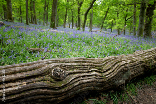 Fallen tree in a bluebell field