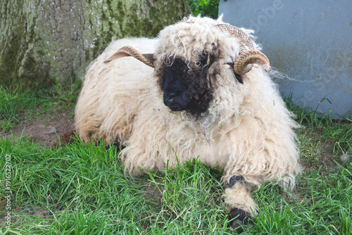 Scottish Blackface sheep sleeping on the grass