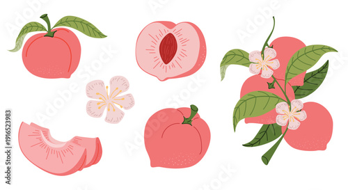 Fresh Peach Fruit Vector Illustration Set with Slices, Blossoms, and Leaves in Organic Flat Style with Texture