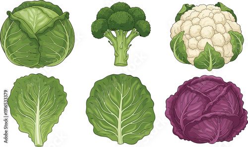 Vector illustration set of six fresh vegetables including green cabbage, purple cabbage, broccoli, and cauliflower for healthy food design।