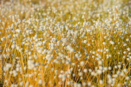 wheat field in summer