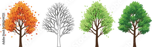 Tree Seasons Vector Illustration Set Showing Autumn Foliage, Winter Bare Branches, Spring Growth and Lush Green Summer Tree Cycle