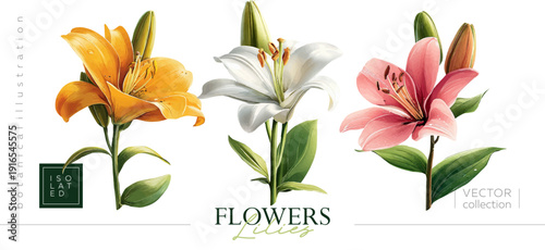 Isolated illustrations of yellow, white and pink lilies. Illustrations in the style of vintage painting and botanical illustration. Hand-drawing vectorized gouache illustrations.