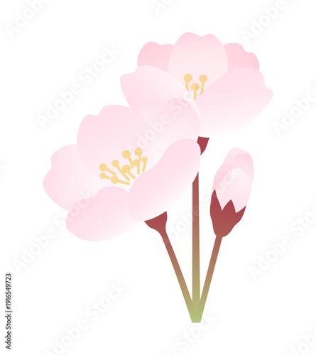 桜の小枝のイラスト素材