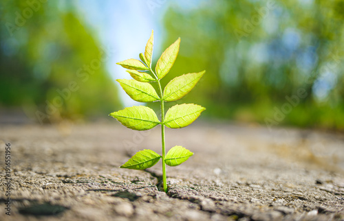 Принти на полотні Green plant growing through crack in concrete outdoors