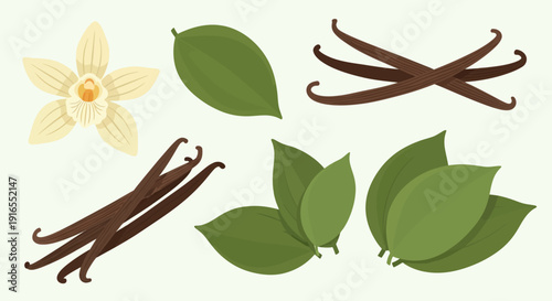 Vanilla plant parts including flower, leaves, and pods.