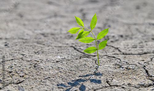 Принти на полотні Green plant growing through crack in concrete outdoors