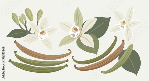 Vanilla flowers and pods illustration with leaves.