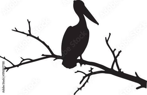 Pelican on the branch in silhouette on white background.