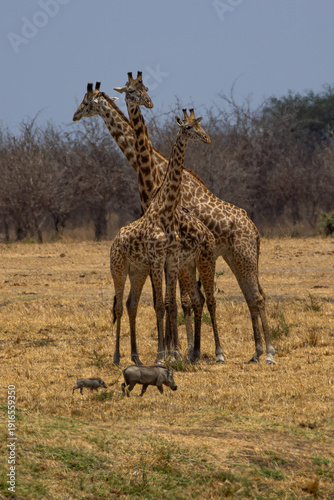 Canvas Print Giraffes standing together in African savanna