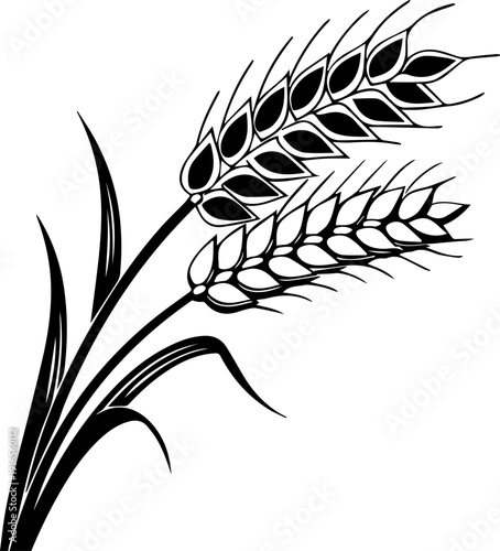 Stylized Black and White Vector Drawing of Wheat Spikes Cereal Grain Stalks Agricultural Graphic Element