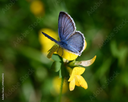 butterfly on yellow flower