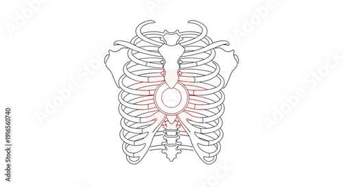 A detailed line art human rib cage with a glowing red circular highlight in the central chest area, Generative AI.