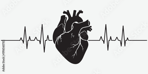 Black anatomical heart silhouette with electrocardiogram line on white background anatomy