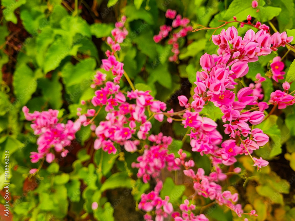 Fototapeta premium pink flowers in the garden