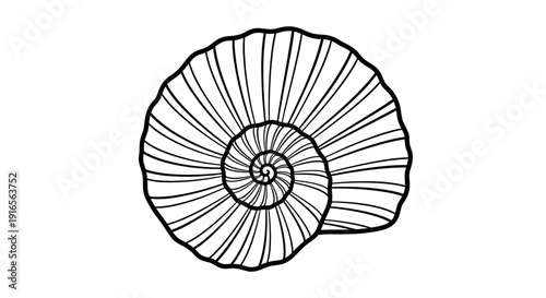 Black and White Nautilus Shell Illustration.
