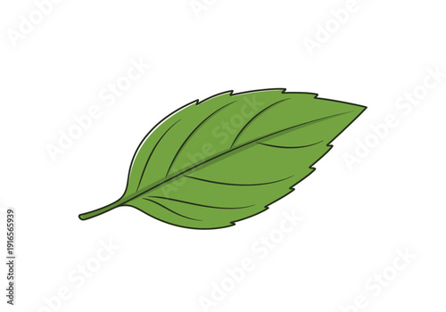 A Single Green Leaf with Detailed Veins and Serrated Edges.