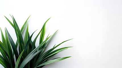 Green artificial plant leaves isolated on a white background. Minimalist decorative foliage in the corner with copy space for text.
