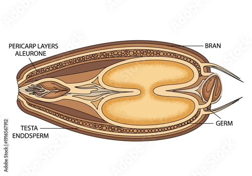 Detailed cross-section illustration of a wheat grain structure.