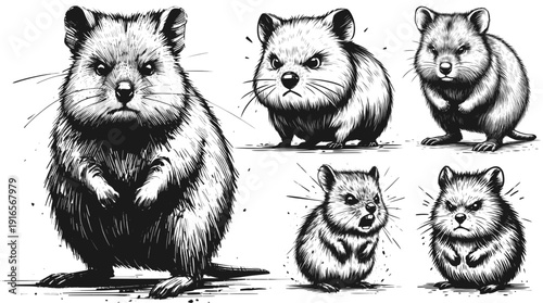 Angry Quokka linework ink sketch hand drawn pen drawing vector illustration svg