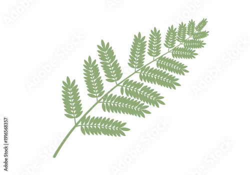 Delicate Green Fern Leaf Branch Isolated on White Background.